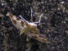 Sameodes cancellalis