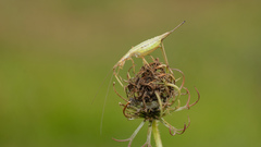 Oecanthus longicauda