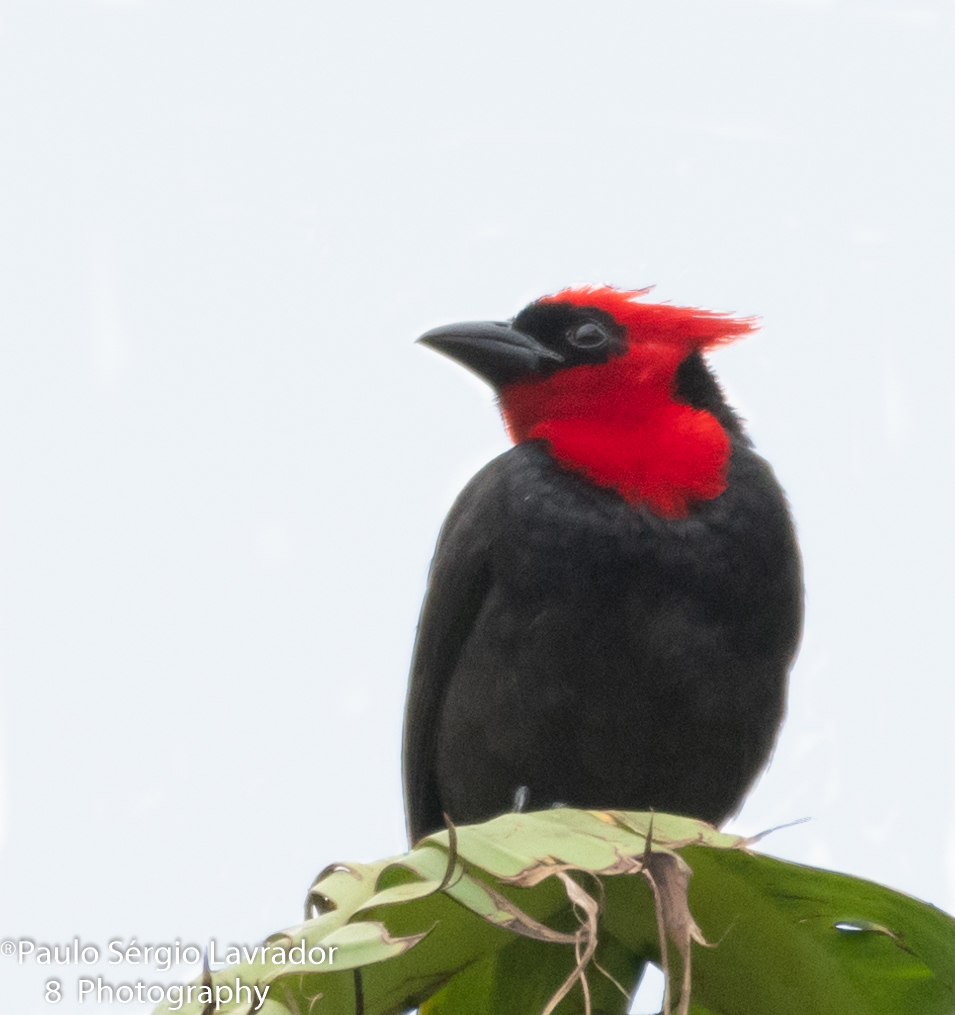 Crested Malimbe