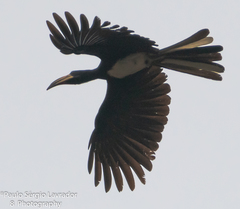 Lophoceros fasciatus