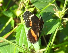 Chlosyne lacinia crocale