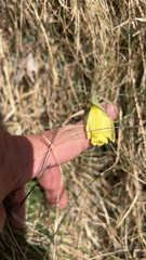 Molero's Daffodil (Narcissus moleroi)