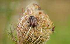 Graphosoma rubrolineatum