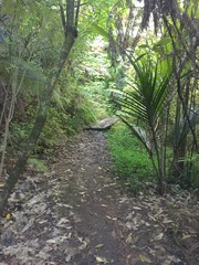 Melicytus ramiflorus ramiflorus