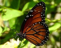 Danaus eresimus montezuma