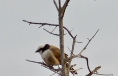 Eurocephalus ruppelli