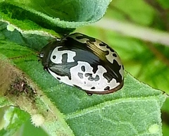 Calligrapha intermedia