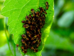 Oncopeltus guttaloides