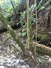 Melicytus ramiflorus ramiflorus