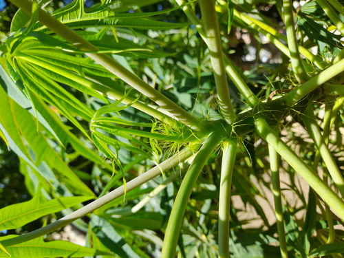 Jatropha multifida image