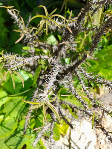 Euphorbia kondoi image