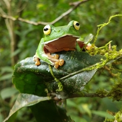 Zhangixalus aurantiventris