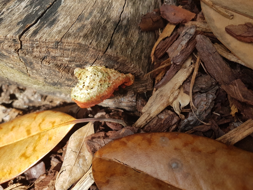 Southern Cinnabar Polypore from Sydney NSW 2000, Australia on April 13 ...