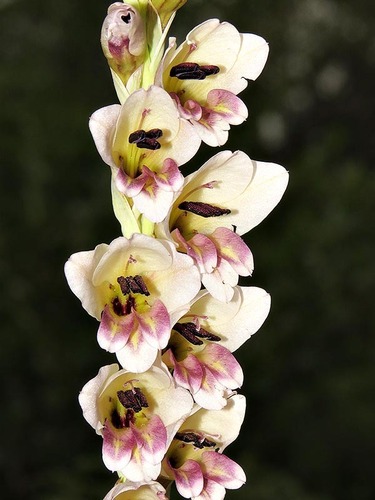 Gladiolus densiflorus image