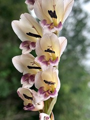 Gladiolus densiflorus image