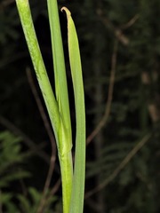 Gladiolus densiflorus image