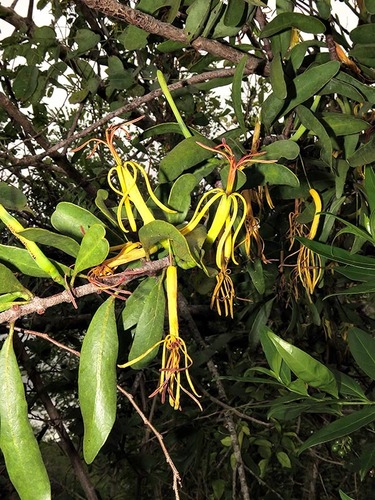 Pedistylis galpinii image