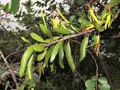 Pedistylis galpinii image