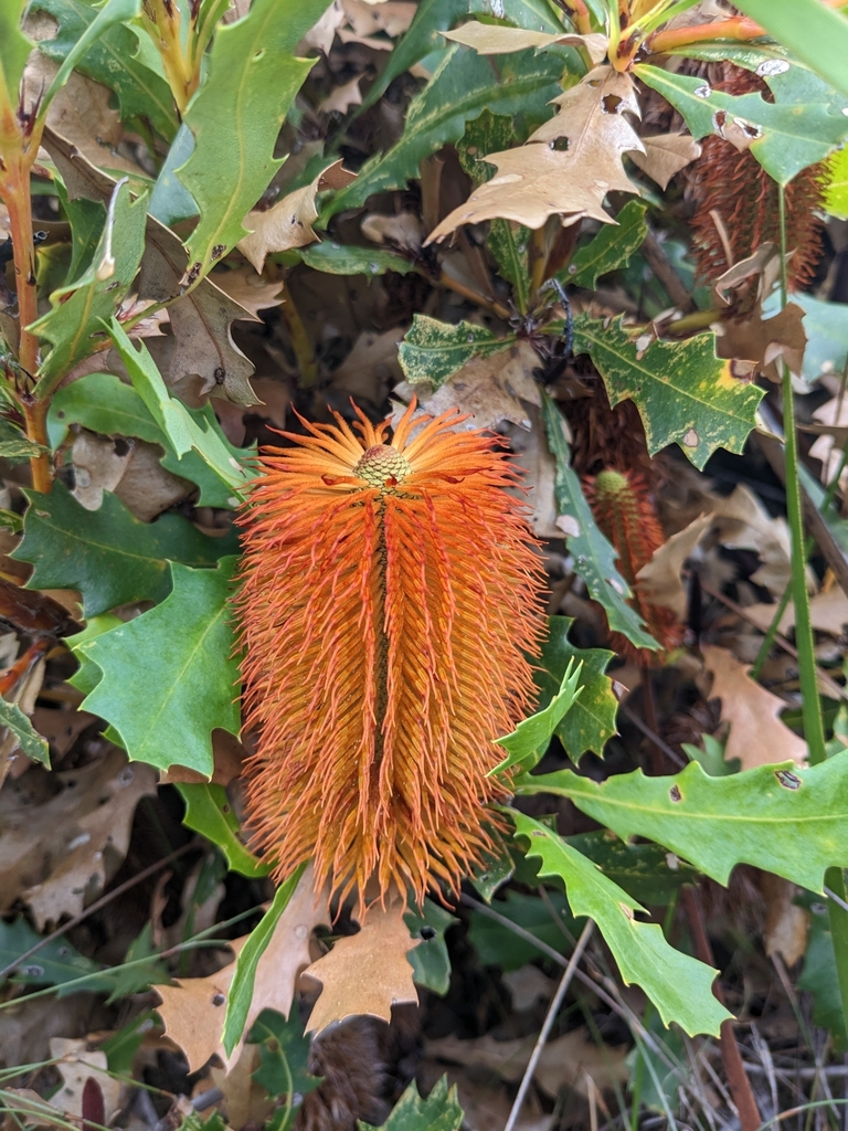 Oak-Leaved Banksia