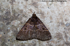 Bertula erythrognatha
