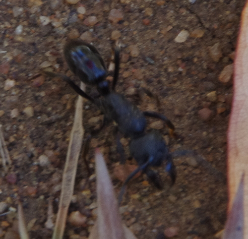 African stink ant