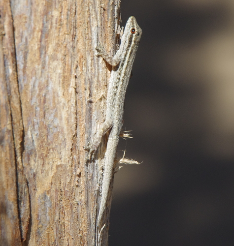 Common Dwarf Gecko