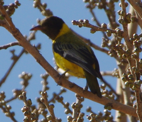 Black-headed Oriole