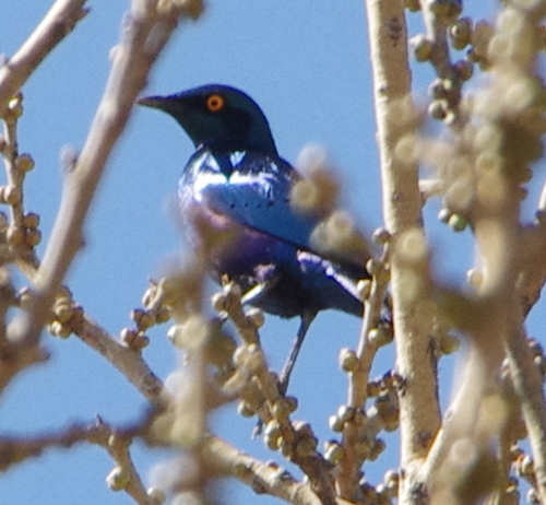 Greater Blue-eared Starling