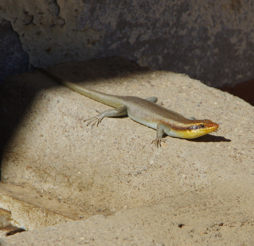 Wahlberg’s Striped Skink