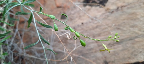 Stenopetalum decipiens