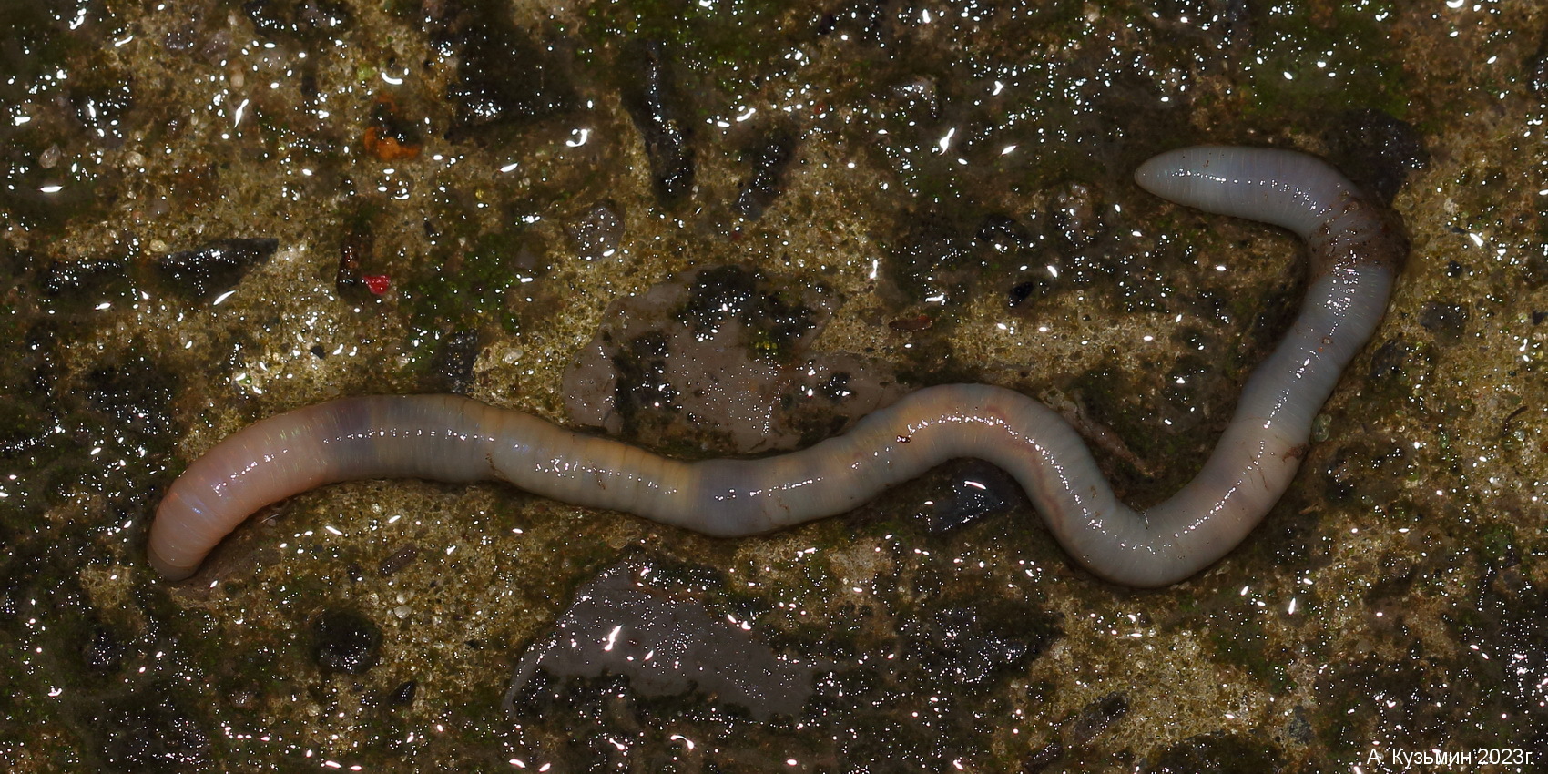 Червь Aporrectodea caliginosa