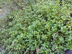 Dyschoriste humistrata