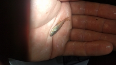 Pseudomugil signifer