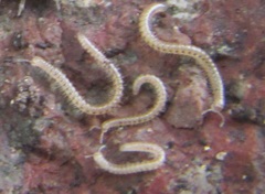 Blaniulidae