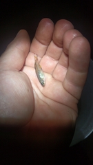 Pseudomugil signifer