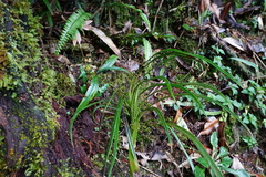 Haplopteris flexuosa
