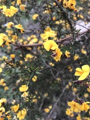 Pultenaea juniperina