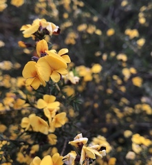 Pultenaea juniperina