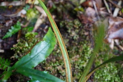 Haplopteris flexuosa
