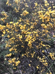 Pultenaea juniperina