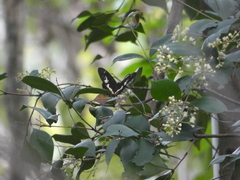 Tisiphone abeona regalis