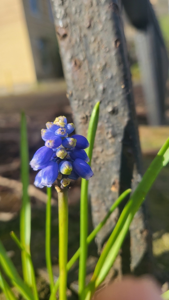 Garden Grape-hyacinth