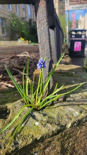 Muscari armeniacum