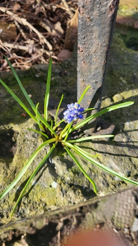 Muscari armeniacum