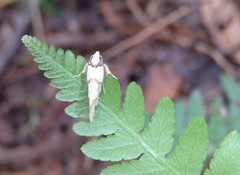 Coesyra hemiphragma