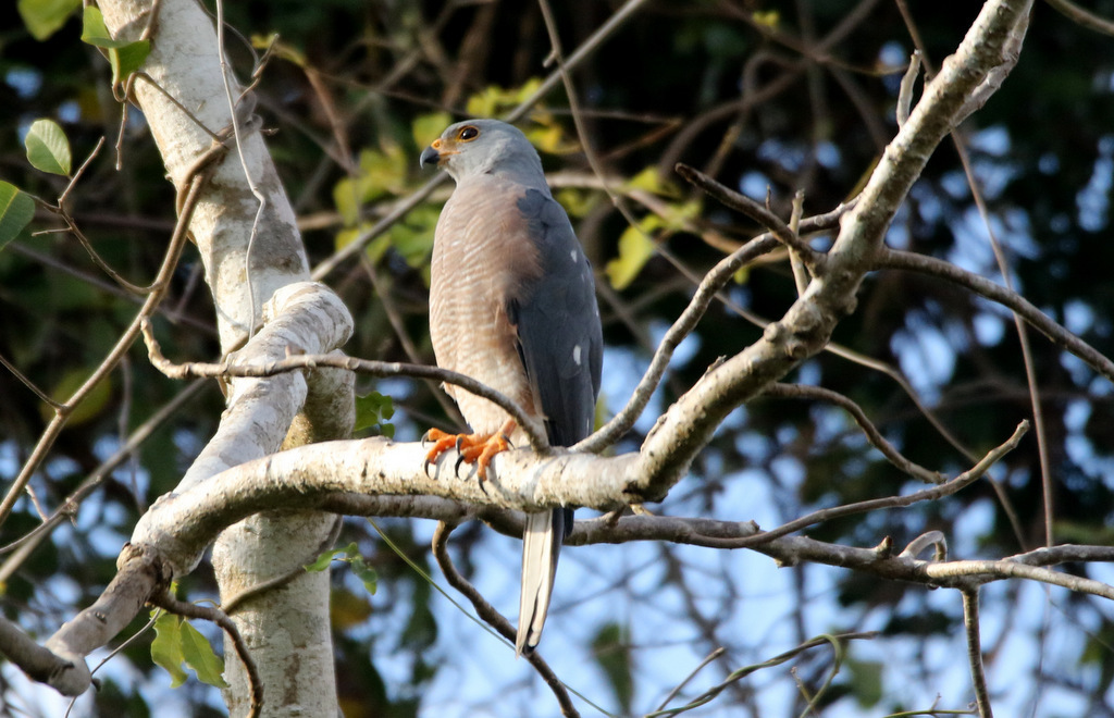 Variable Goshawk (Lesser Sundas) (Accipiter hiogaster sylvestris ...
