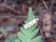 Coesyra hemiphragma