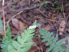 Coesyra hemiphragma