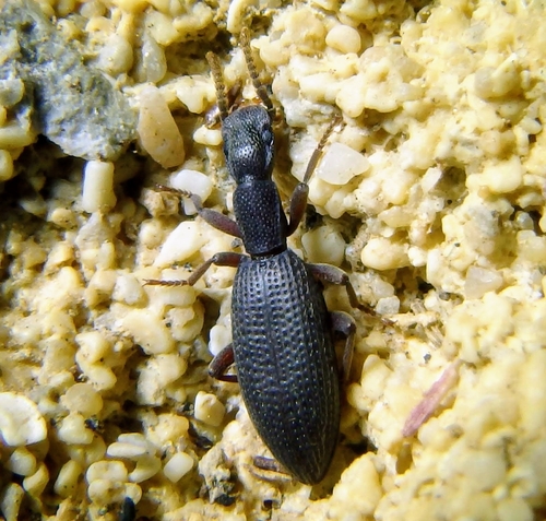 Stenosis intricata