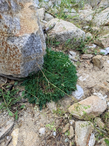 Aegokeras caespitosa